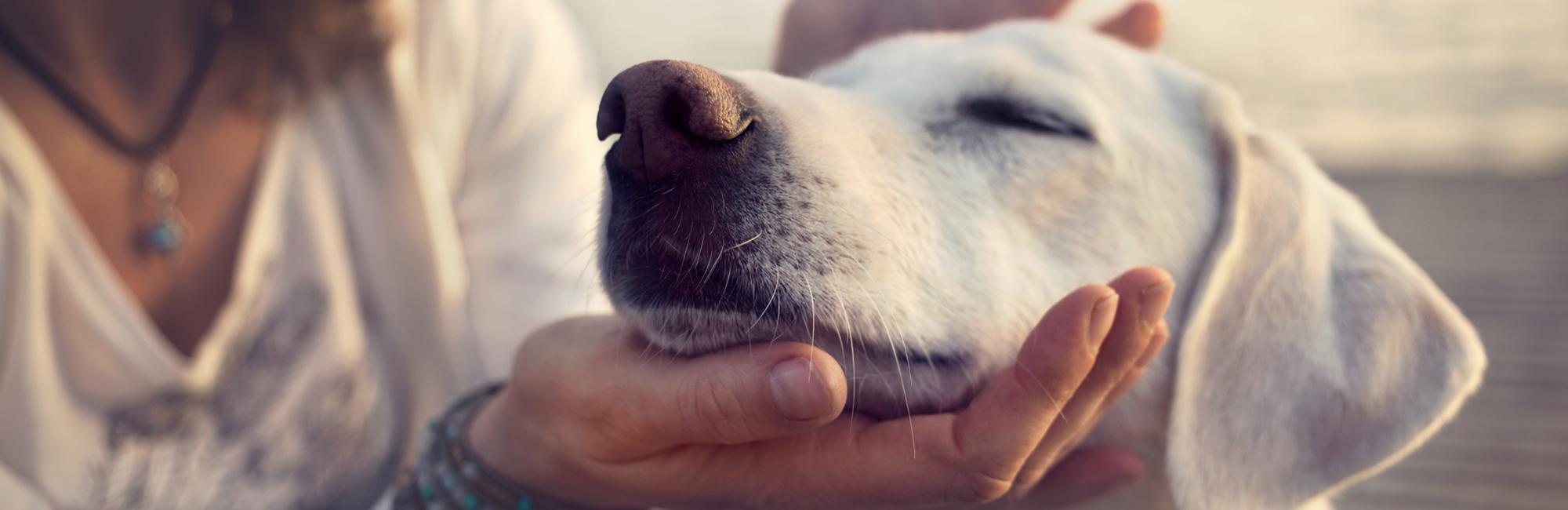 What is a companion animal