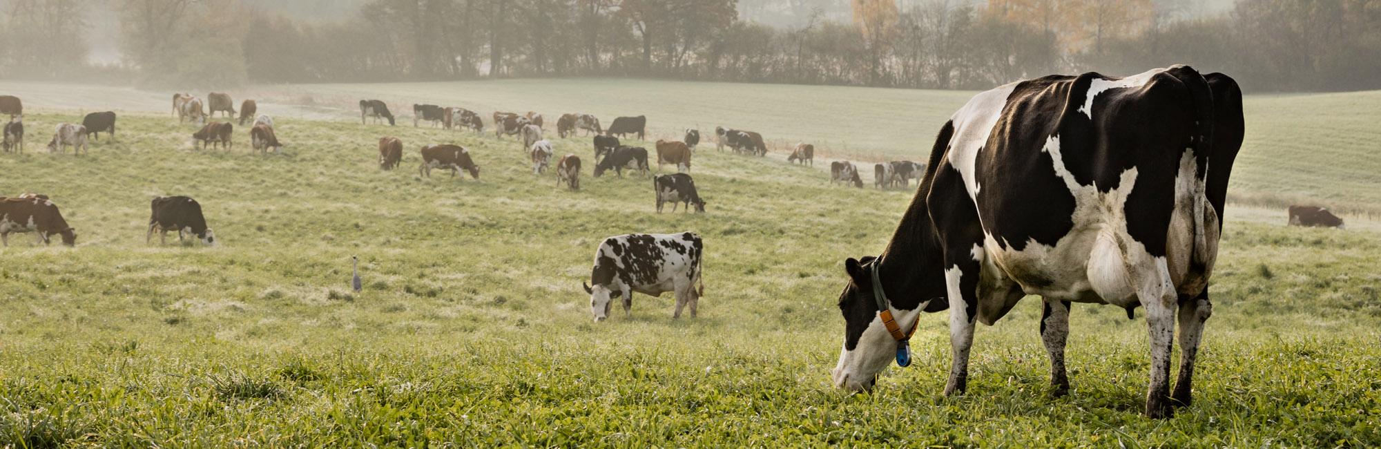 What is a food producing animal