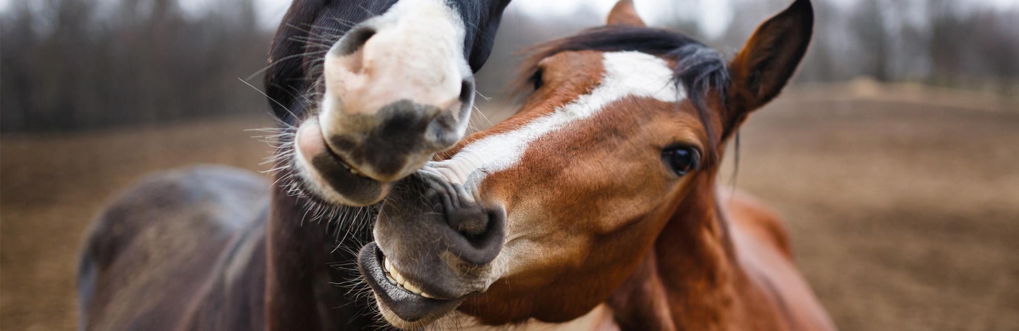 Equine therapy bay area