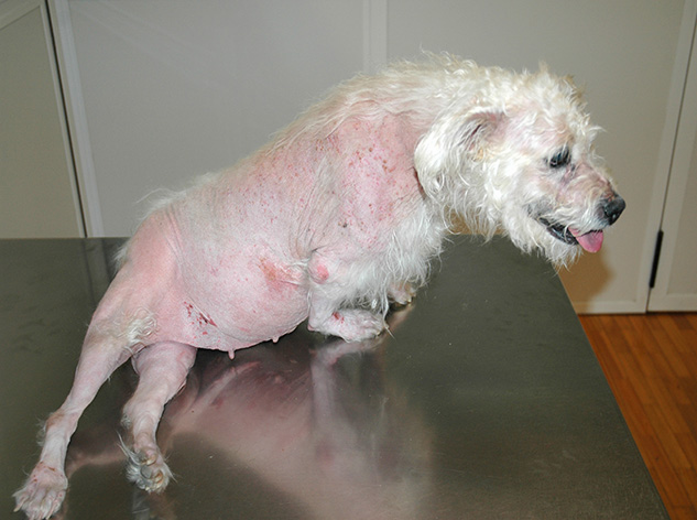 Symptômes peu fréquents : - L'image ci-dessus (© Carlos Melina) montre un chien atteint de pseudomyotonie.