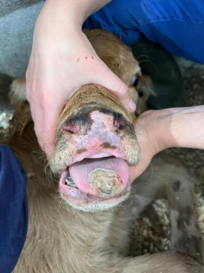Lésions ulcératives extensives sévères  de la langue et du museau Lésions ulcératives extensives sévères  de la langue et du museau chez un veau atteint de maladie hémorragique épizootique