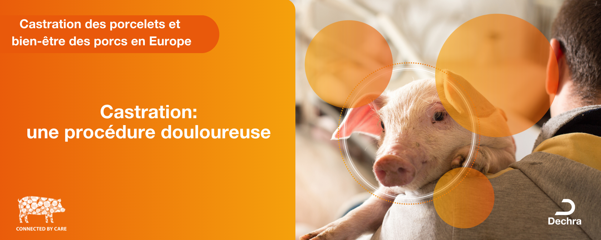 Castration des porcelets et bien-être des porcs: une procédure douloureuse   Castration des porcelets