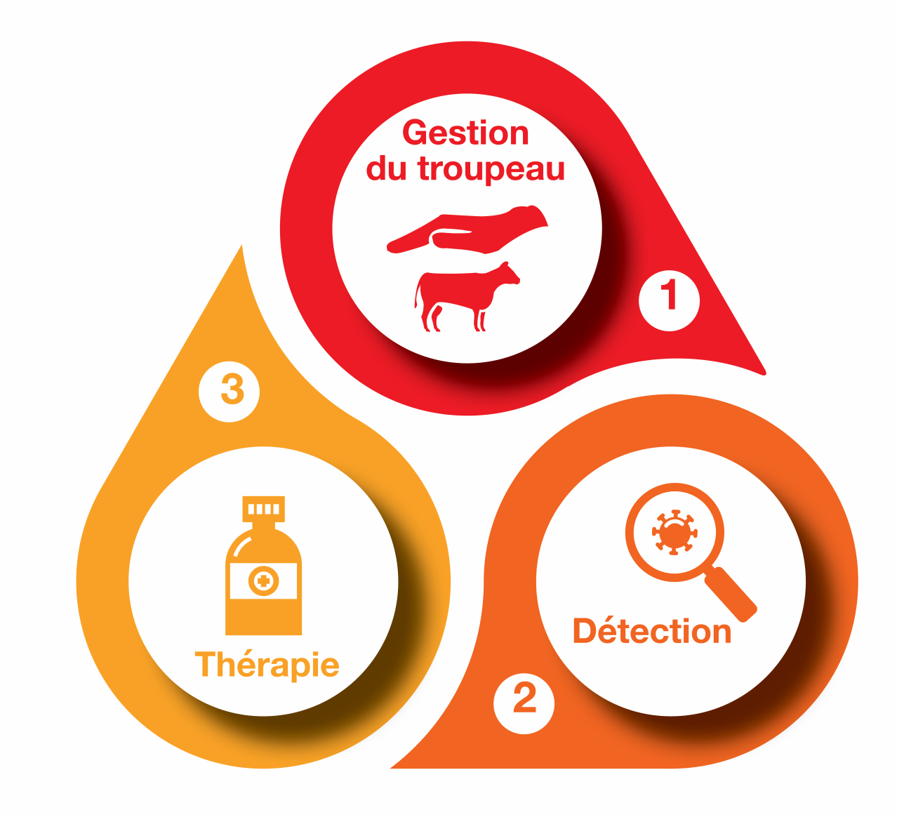 Approche intégrée de la gestion de la douleur chez les bovins Approche intégrée gestion de la douleur