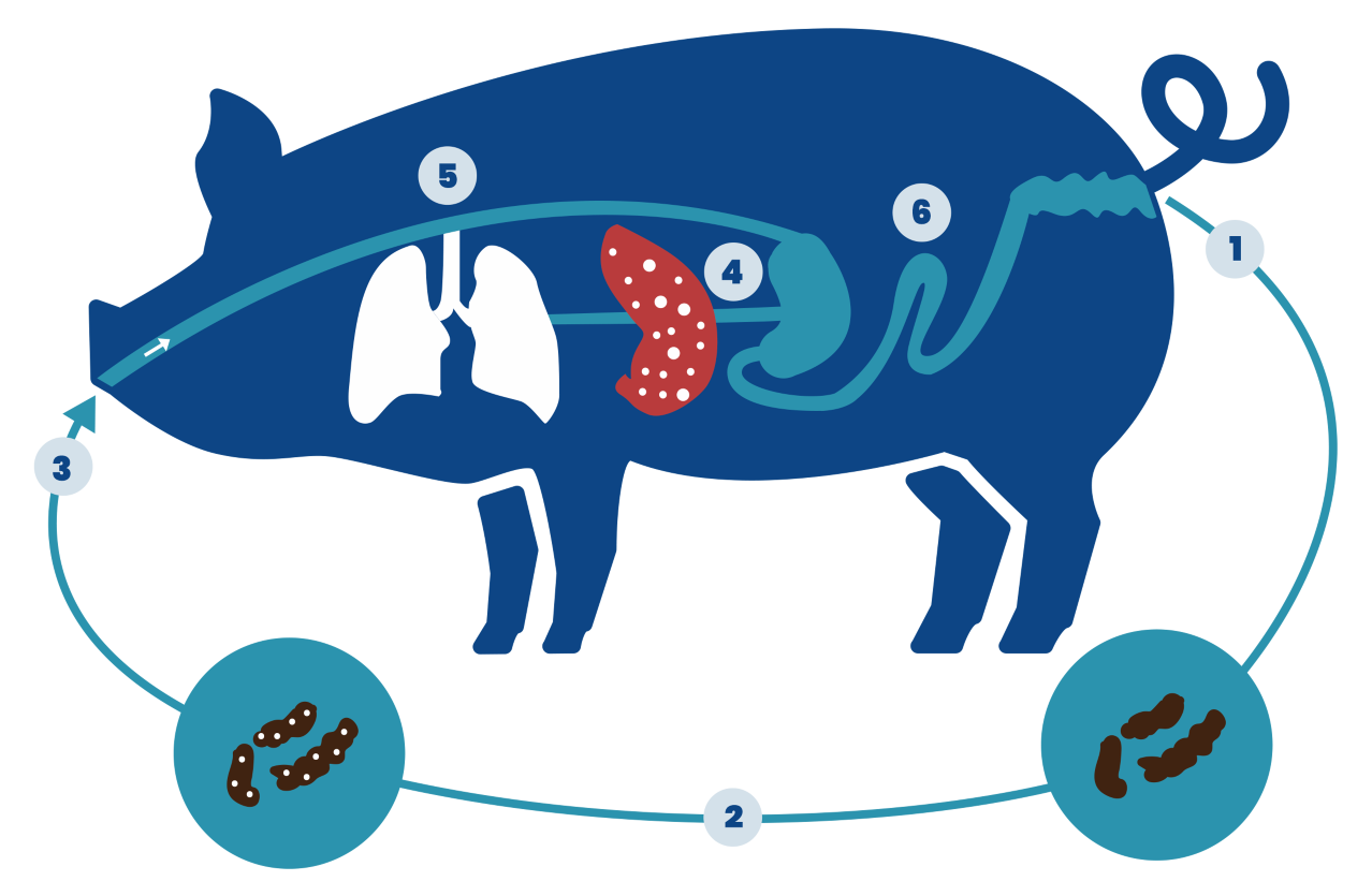 Infestation de vers chez les porcs Vermifugation des porcs - diagramme d'infestation par les vers